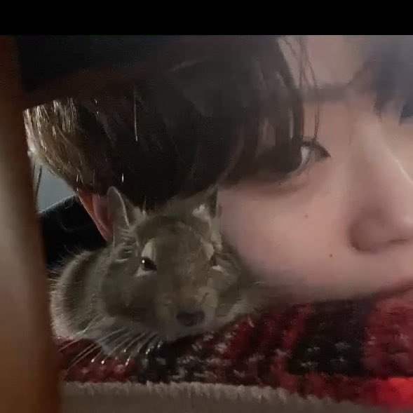 貴重　goちゃんクリスマスバージョン　レア　ビゴBIGO biちゃんTikTok 貴重 goちゃんクリスマスバージョン レア ビゴBIGO biちゃんTikTok