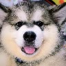 419554705 avatar