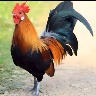 ɠà ɱáί ήɧỏ ⁶⁷