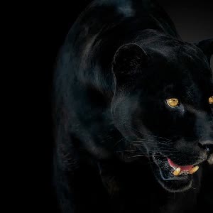 Watch 🦂 Live Stream on BIGO LIVE