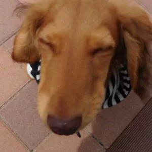 けいぽん 犬6感謝 On Bigo Live けいぽん 犬6感謝 On Bigo Live